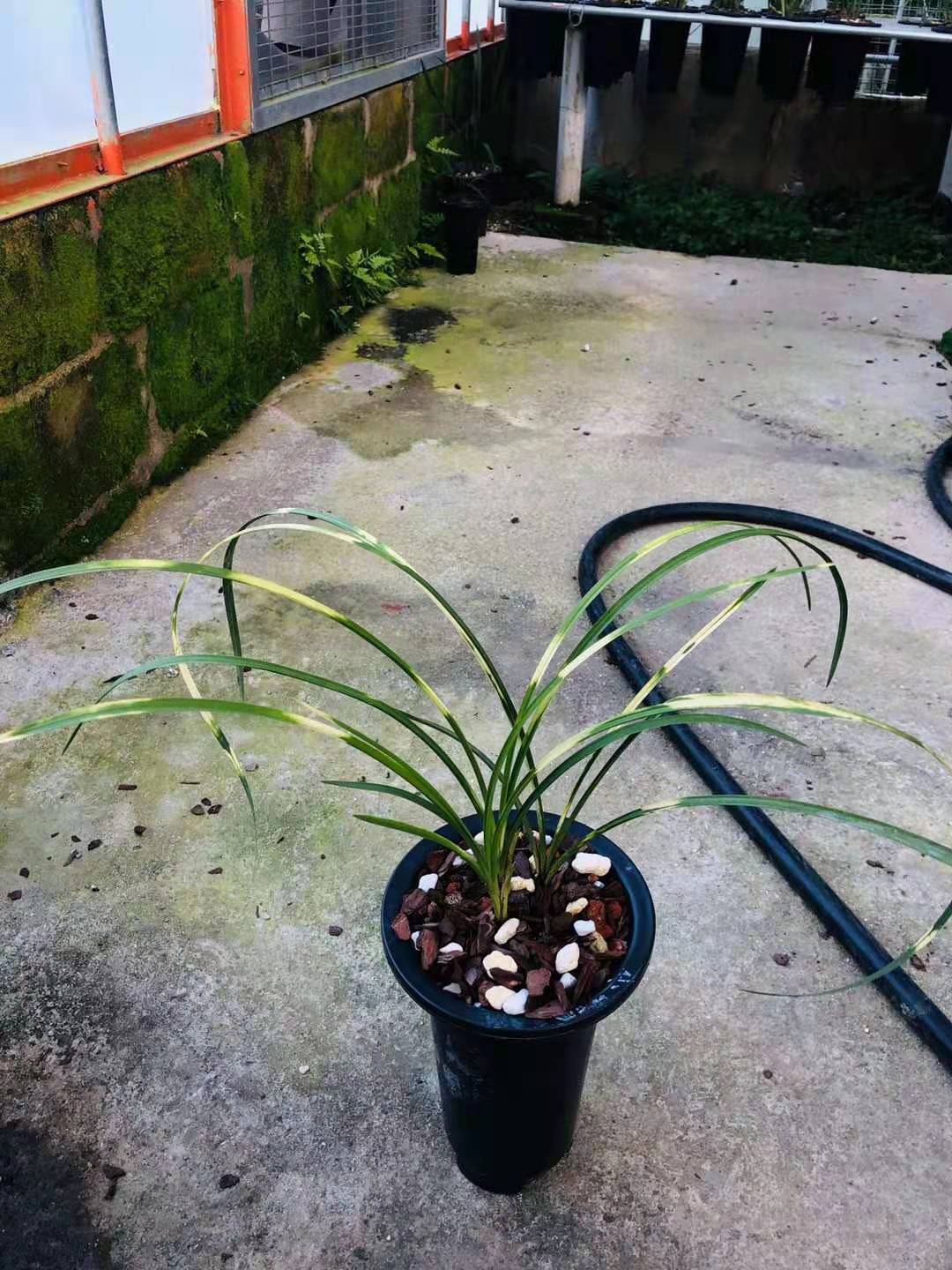 艺草高级蕙兰阳台客厅花卉植物