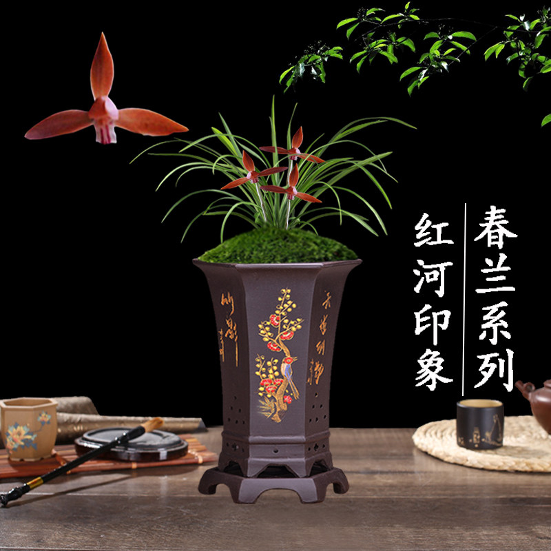 兰花苗盆栽植物室内春兰红河印象浓香无花苞好养客厅名贵极品花卉