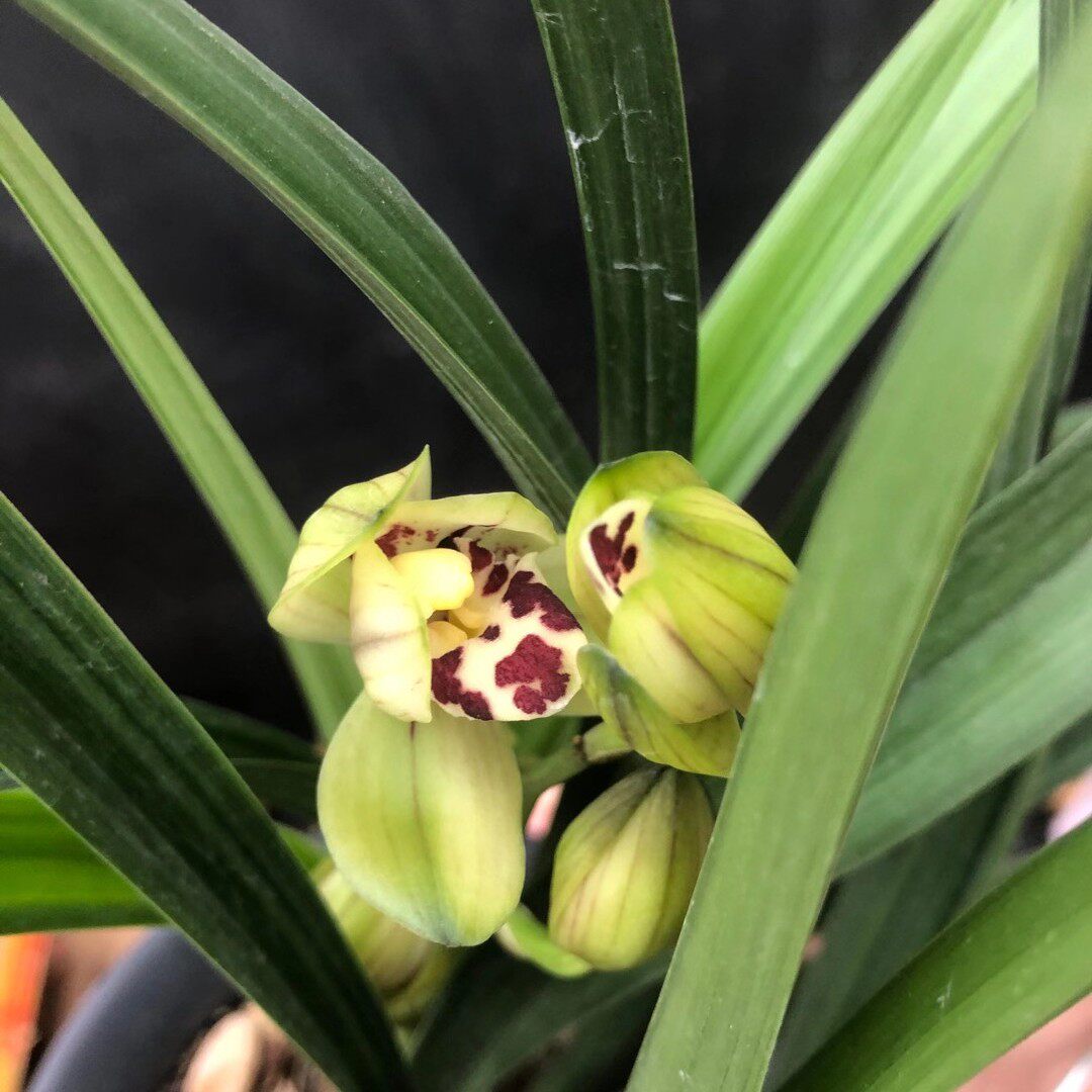 世界上超香超大兰花四季兰建兰～祥荷～花大花多非常香室内绿植