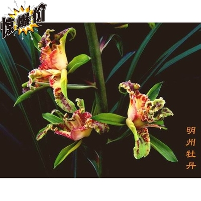 免邮 阳台兰花 蕙兰奇花【明州牡丹】 正品保证 假一赔十