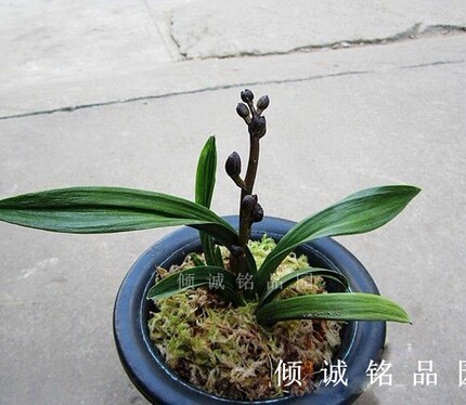 兰花 墨兰矮种 粗皮（黑荷）100/苗