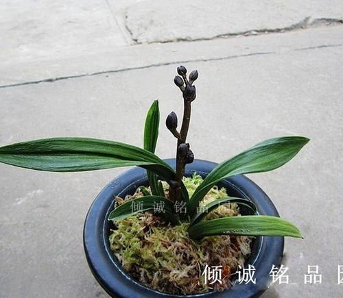 兰花 墨兰矮种 粗皮（黑荷）100/苗