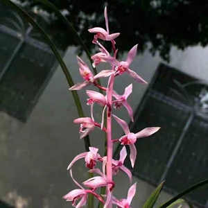 自然老种兰花苗 蕙兰名品【红娘子】浓香绿植花卉盆景园艺