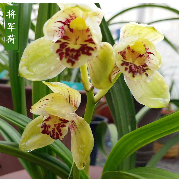 将军荷建兰兰花苗荷瓣黄花四季浓香高档名贵矮种盆栽宽叶未带花苞