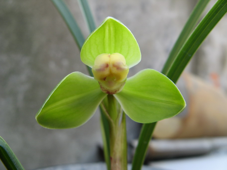 花期带花苞高品质兰花苗盆栽好发货 春兰翠桃 自然栽培苗假一赔十