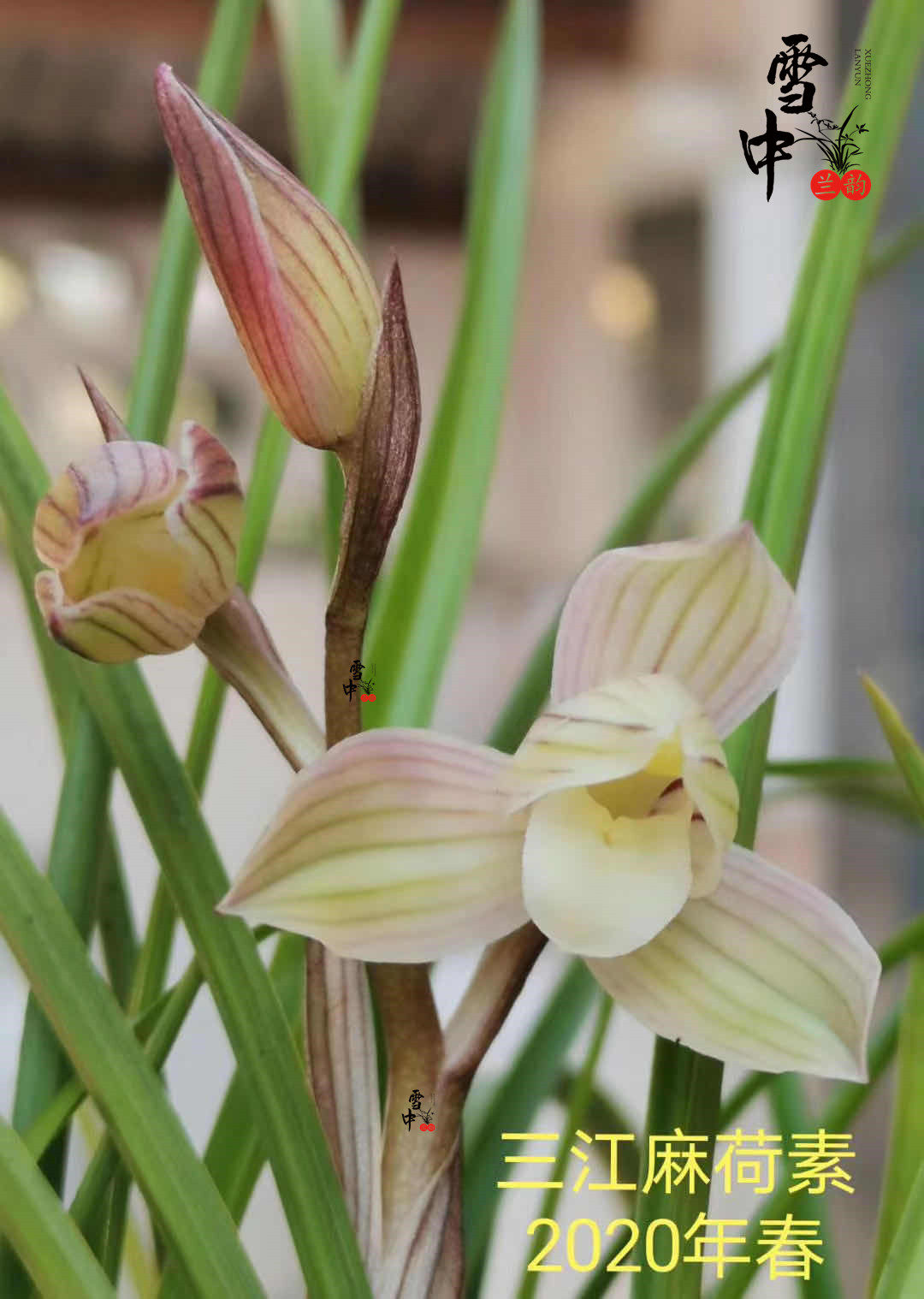 精品莲瓣兰名品 三江麻荷素 包邮自然老种兰花苗浓香绿植花卉盆栽