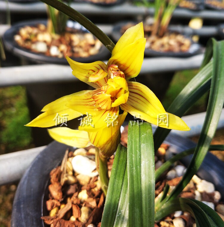 花期带花苞兰花苗 春兰新品 黄奇牡丹 360/苗
