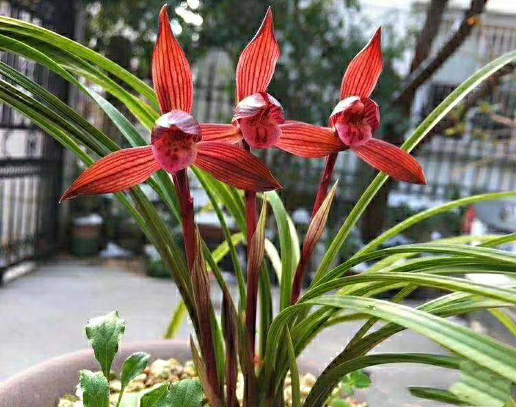 花期带花苞兰花  自然老种  经典红草  春兰《红宝石》浓香绿植