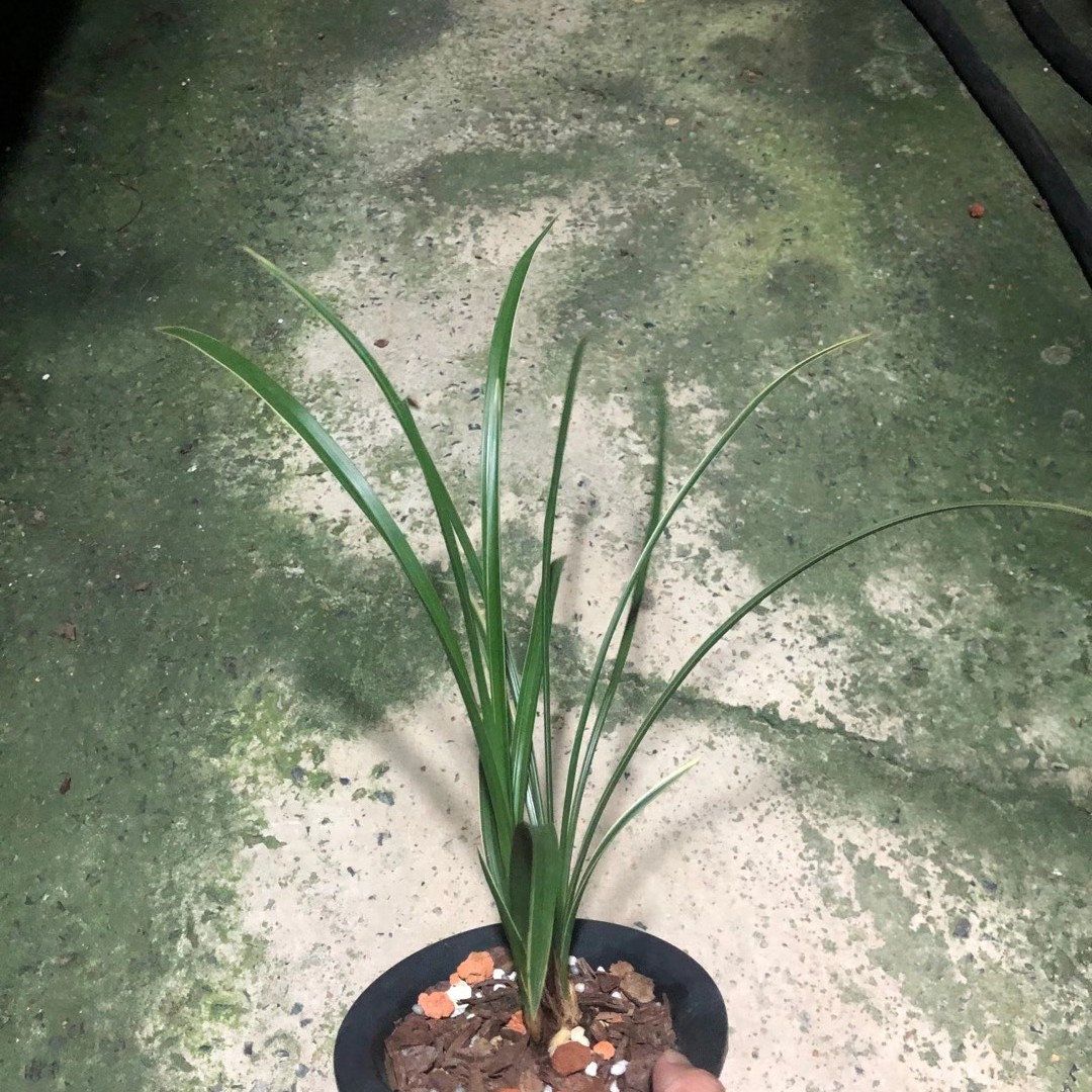 传统老种蕙兰边草进化艺室内绿植盆栽花卉自然好养浓香