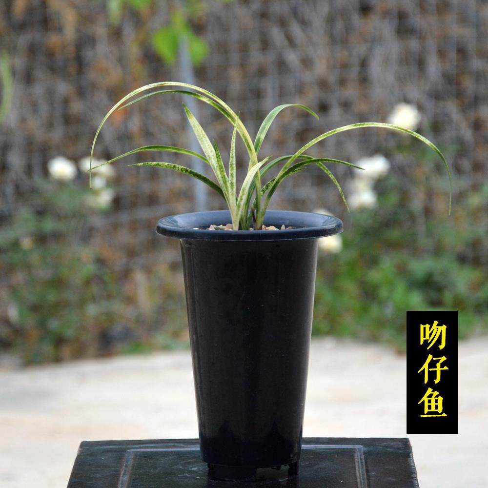 春兰进化线艺漂亮虎斑蛇斑【吻仔鱼】兰花草室内好养活花卉盆栽