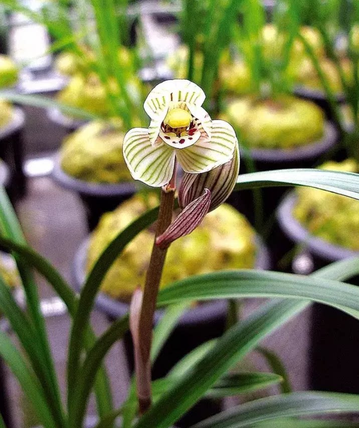 包邮 兰花苗客厅花卉阳台盆栽浓香老种兰花莲瓣兰【镇荷】