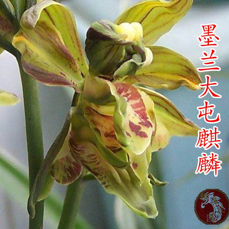 兰花苗墨兰奇花大屯麒麟老种带花苞浓香客厅阳台书桌绿植盆栽花卉