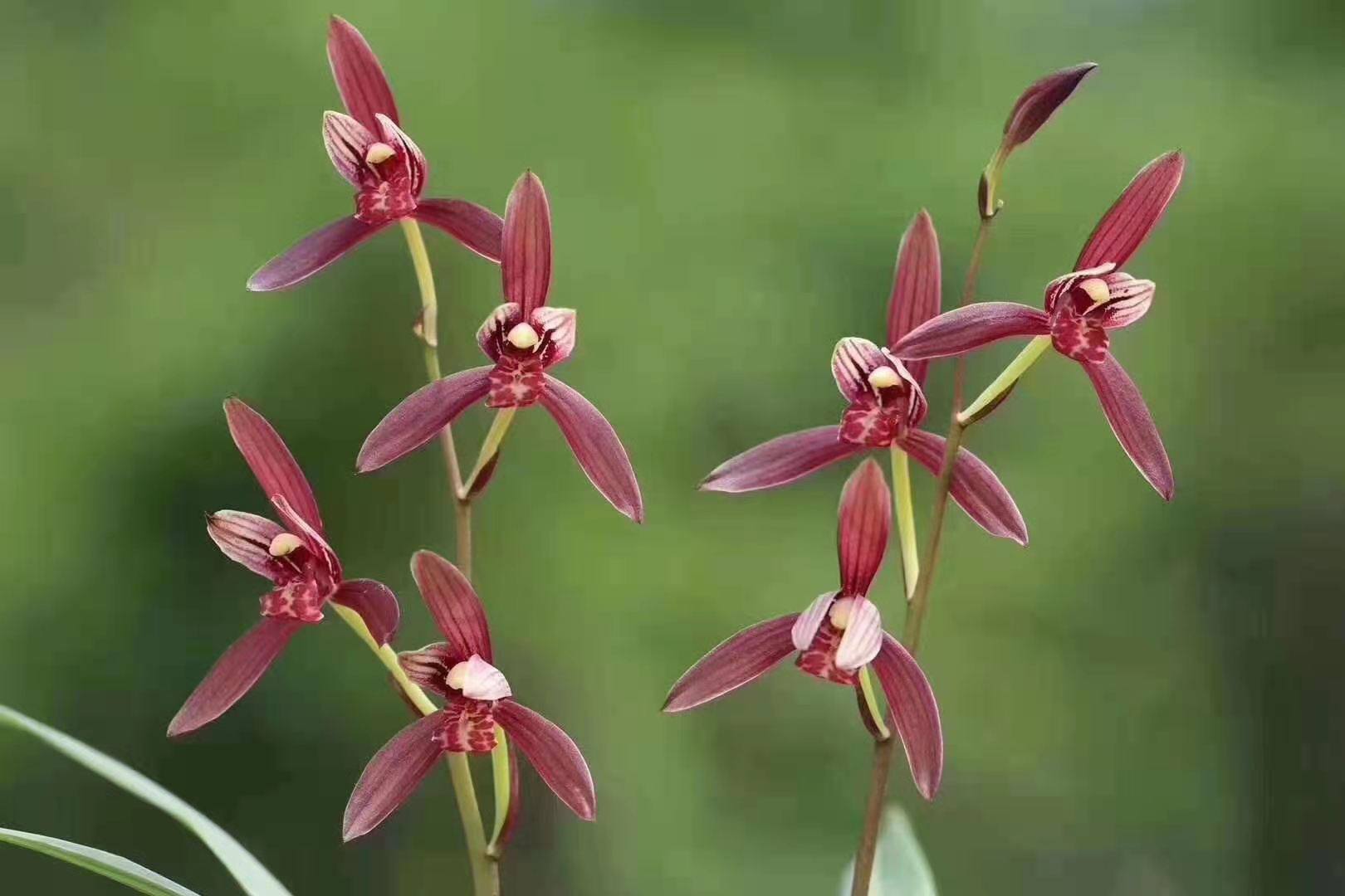 超香名贵兰 暮山紫 建兰四季兰四季开花满屋飘香花卉盆栽室内观花
