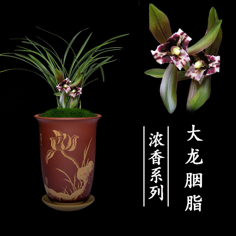 兰花盆栽植物名贵春兰大龙胭脂室内好养浓香绿植花卉兰花苗