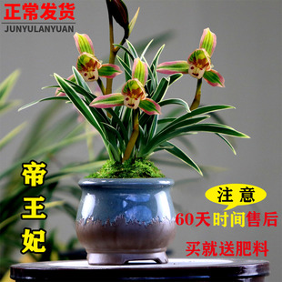 兰花苗建兰四季兰帝王妃金边线艺浓香型花卉办公室内绿植盆栽国兰