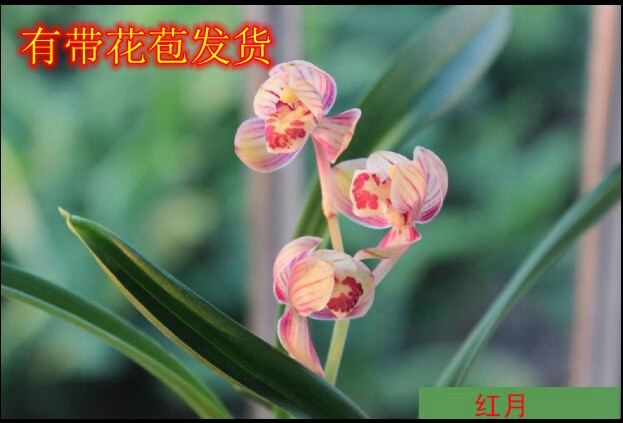 珍贵品种盆栽植物除甲醛兰花