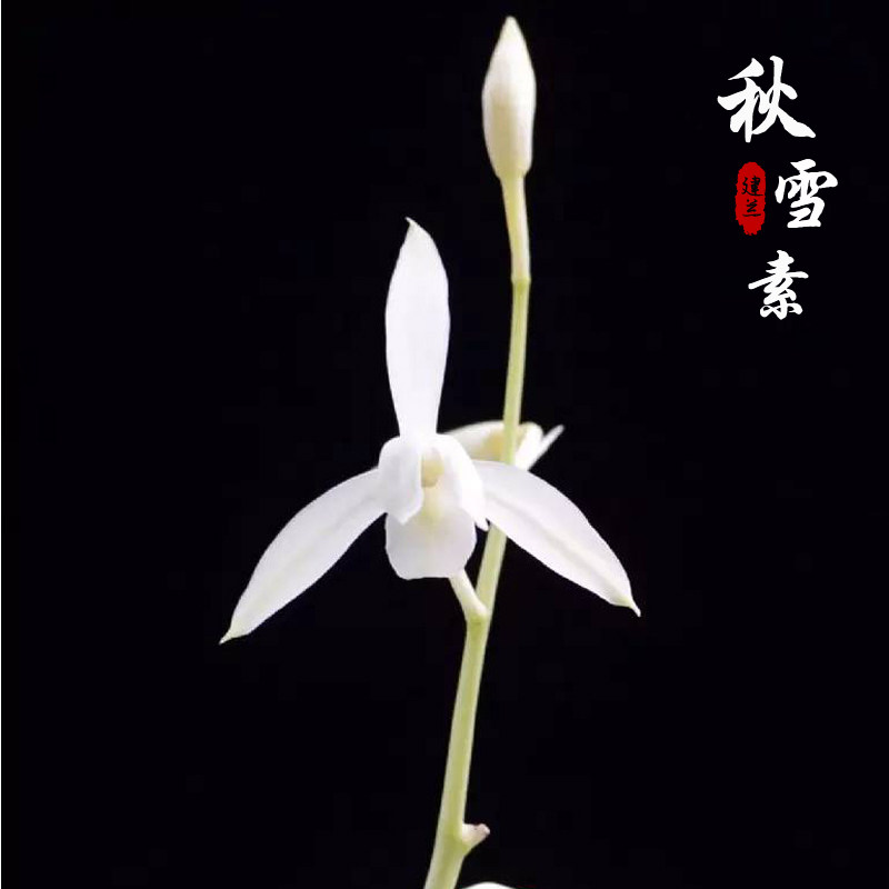 建兰办公室书房浓香型绿植盆栽