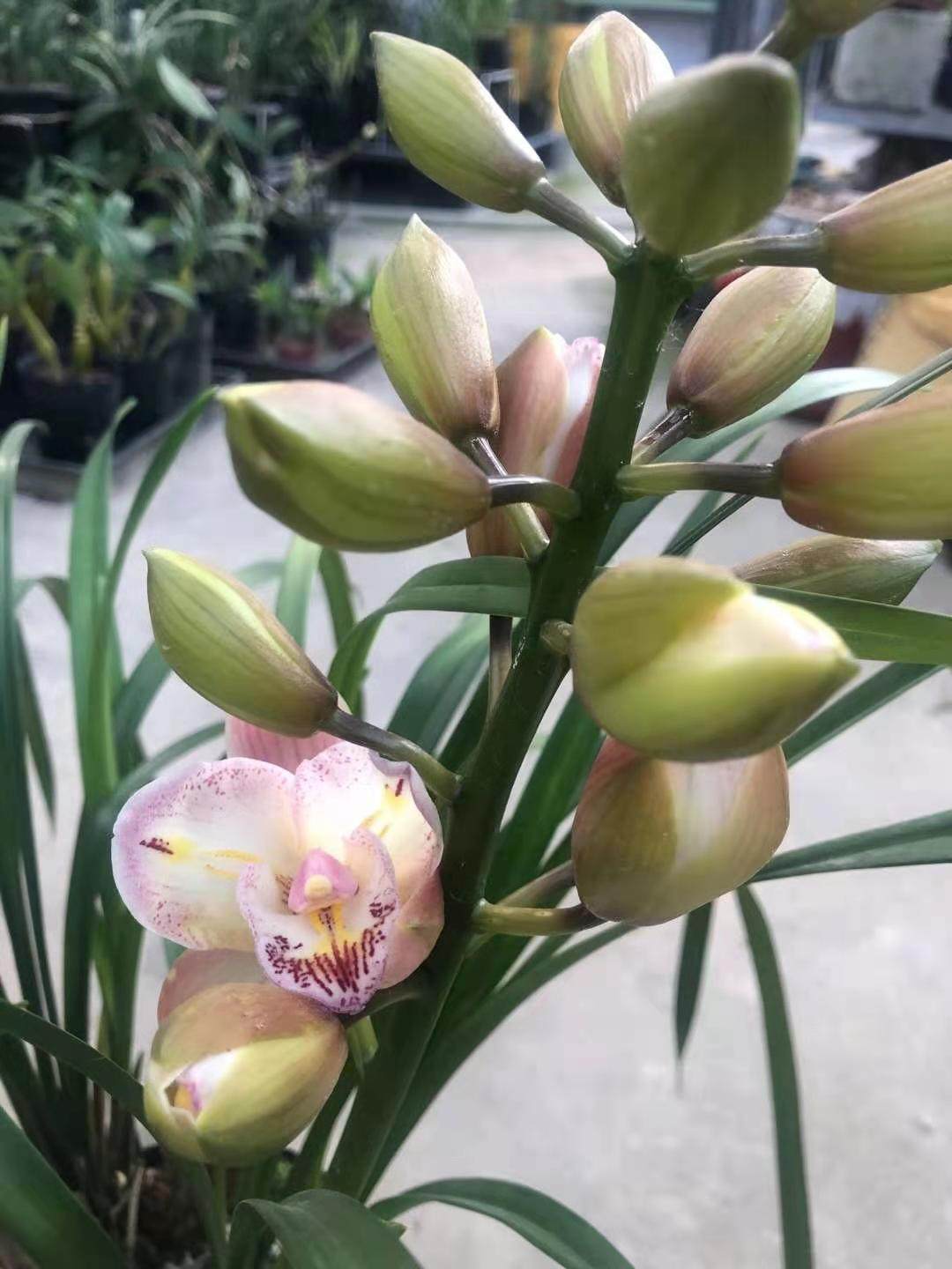 世界上特香的兰花大花粉三星满屋飘香室内绿植盆栽花期带花苞