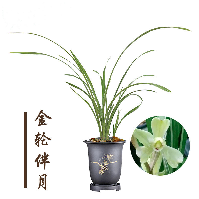 世界超香兰花苗 春剑金轮伴月 金边稿草梅瓣兰草花卉绿植盆栽好养