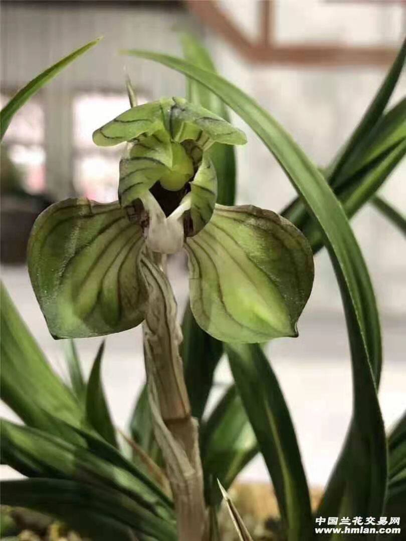 水晶窗台盆栽植物兰花