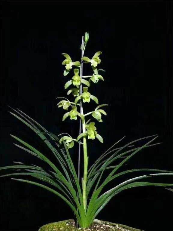 自然老种兰花苗 蕙兰【铁甲将军素】浓香阳台绿植花卉园艺盆