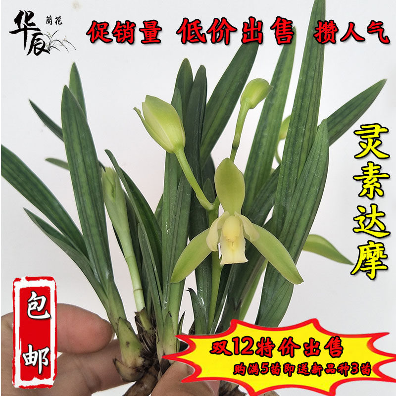 灵素达摩 四季兰矮种兰花苗 兰花浓香型 桌面小绿植花卉盆栽好养