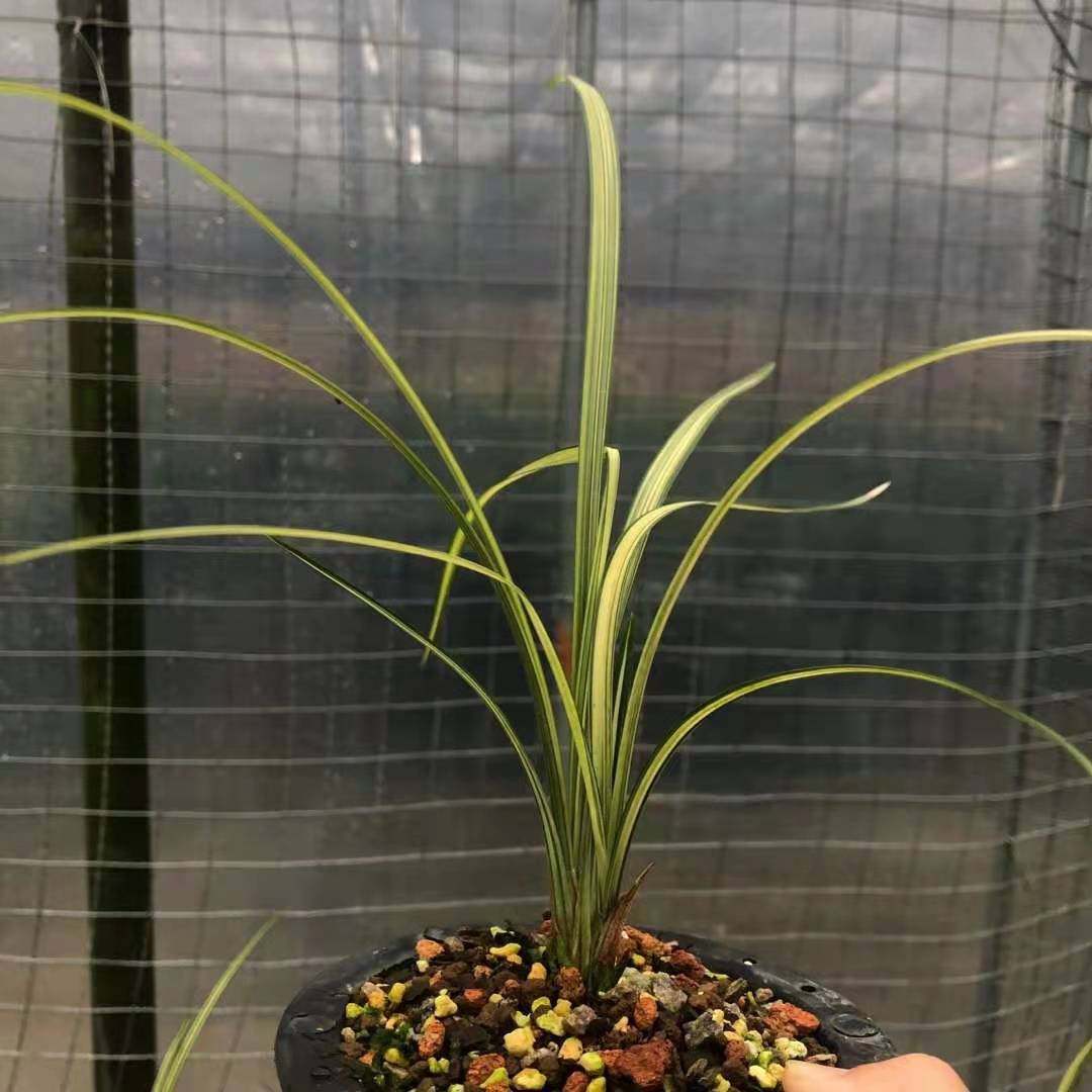 花期带花苞精品兰花春剑高级线艺铭品喜鹊浓香花卉绿植盆栽