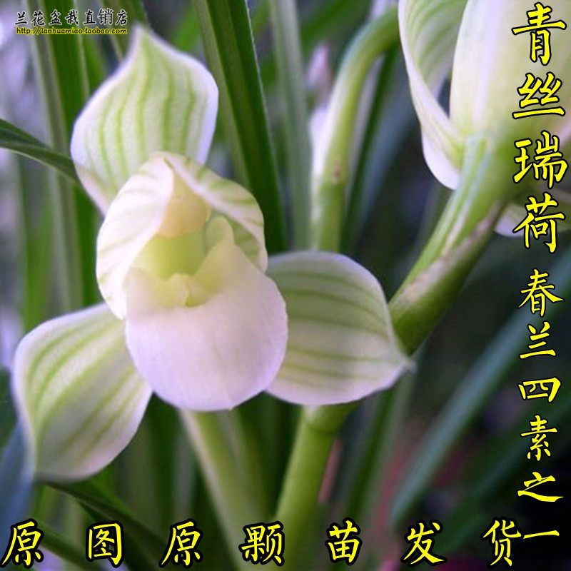 罕见荷瓣素心兰 青丝瑞荷 春兰老种苗 矮种兰花苗 原图原颗苗发货
