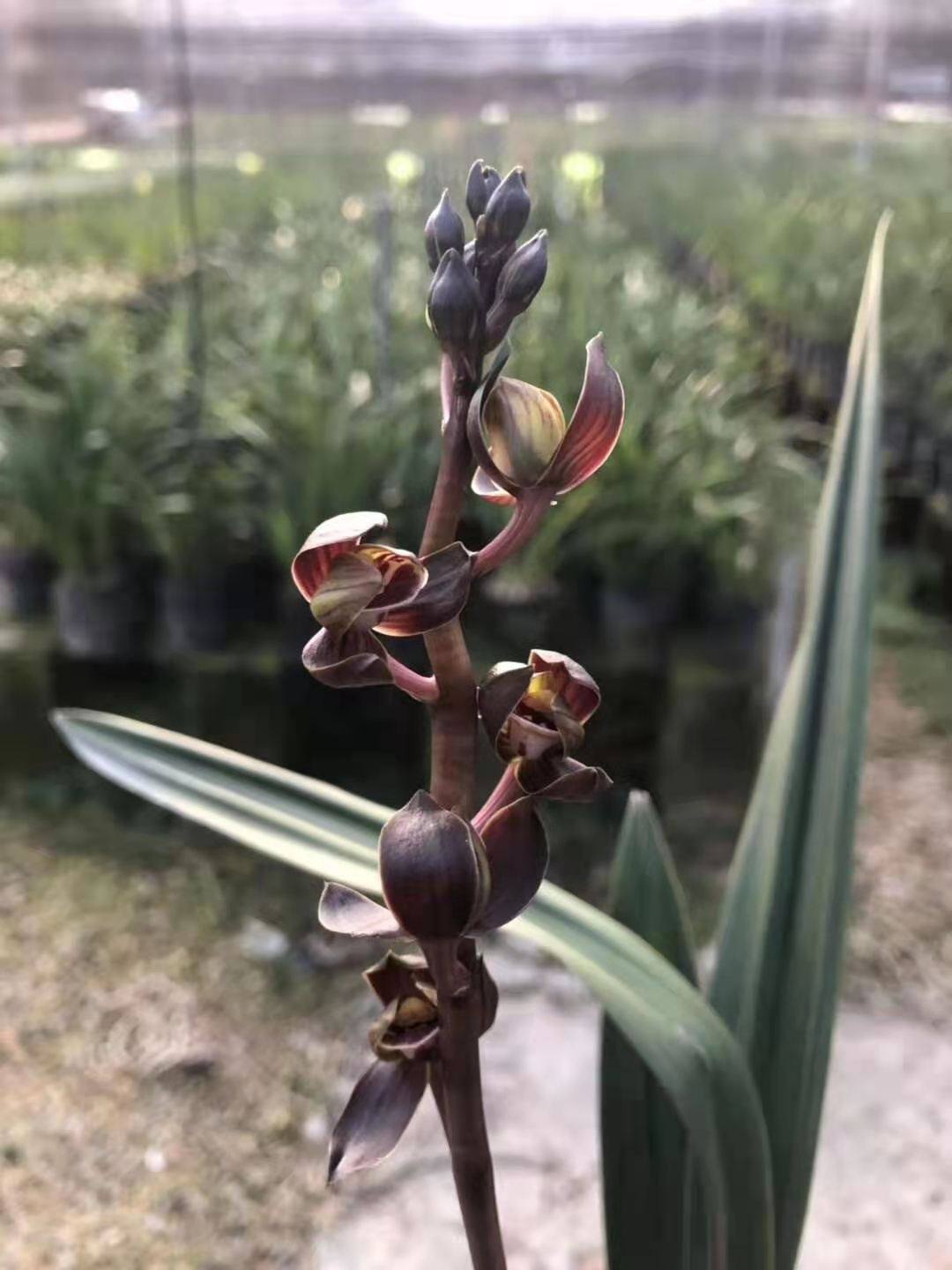 精品兰花大叶皱皮厚实墨兰荷瓣兰花超香新浦望月室内浓香花卉植物