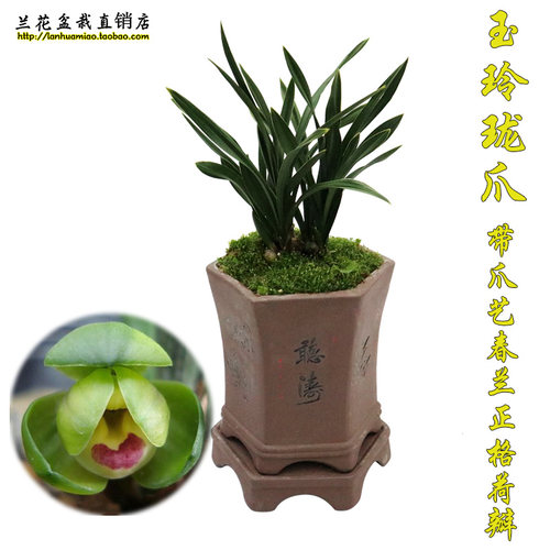 矮种玉玲珑荷瓣好养易活兰花苗