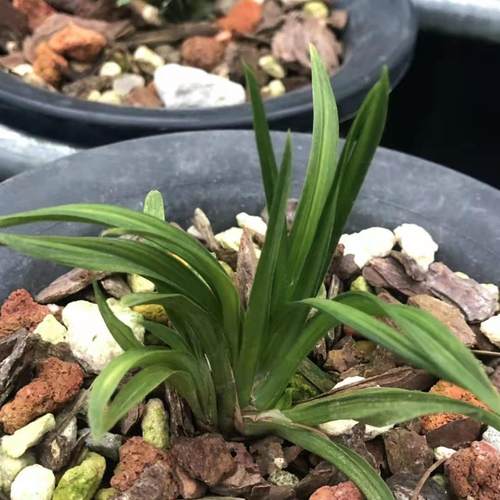 漂亮矮种兰花送春青蓝艺中透艺苗好花香盆栽兰草室内观花