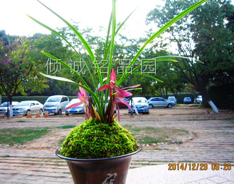 花期带花苞兰花苗 春兰新品 红塔阳光 300/苗