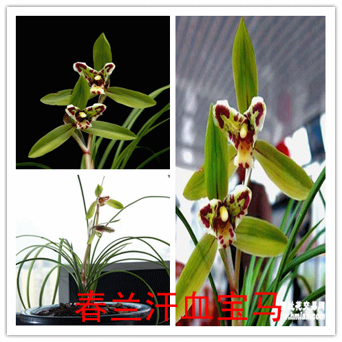 清仓价免邮 莲瓣兰精品蕊蝶(汗血宝马)兰花 假一赔十
