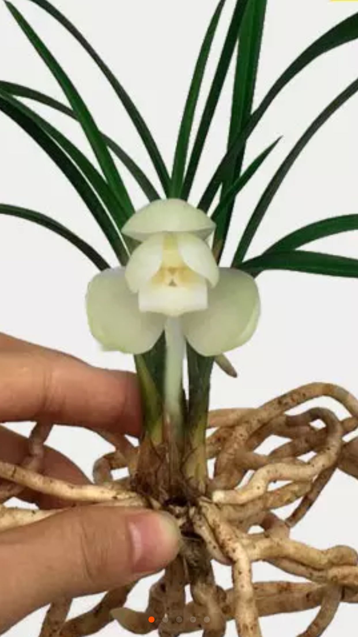 花期带花苞超香江浙 兰花 春兰 白素荷 引种佳 假一赔十 盆栽