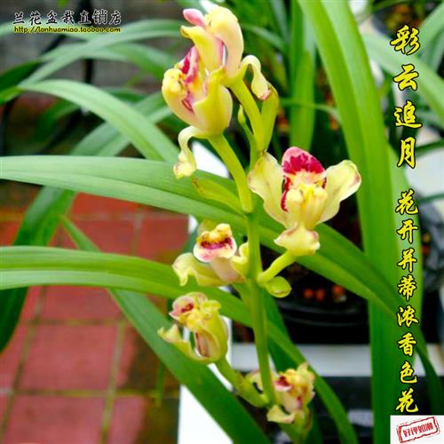 当年开花超香罕见建兰大白菜四季兰兰花苗 彩云追月 夏带花苞