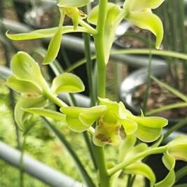 清仓价兰花 蕙兰 海归蜂巧 浓香兰花 室内绿植盆栽花卉