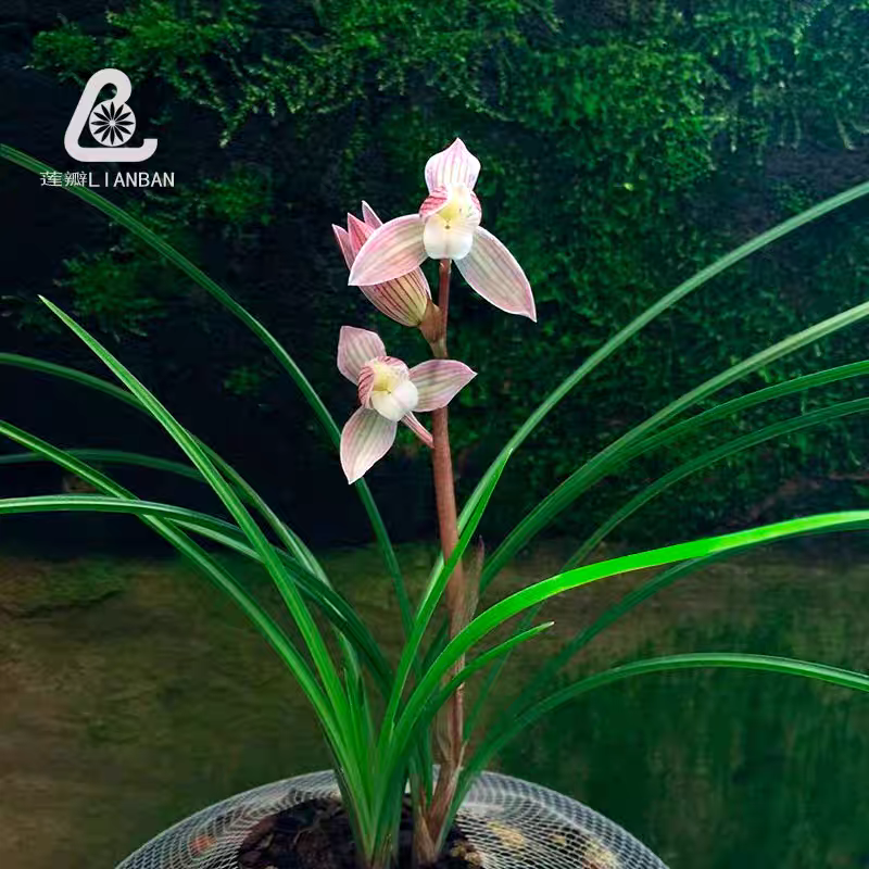 云南莲瓣兰赤壳素细叶 红韵素 兰花粉色荷型瓣桃红花素浓香型兰花