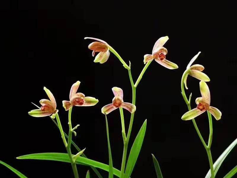 世界上超香四季开花建兰色花铭品千佛红梅精彩梅室内植物花卉盆栽