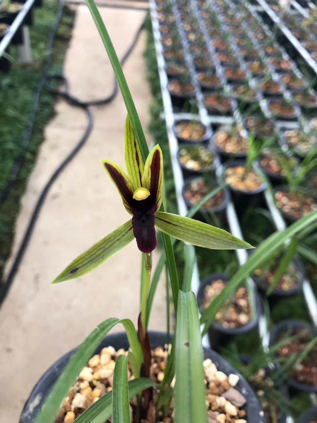 花期带花苞稀有品种兰花精品兰花春兰黑色花 包公魂