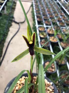 花期带花苞稀有品种兰花精品兰花春兰黑色花 包公魂