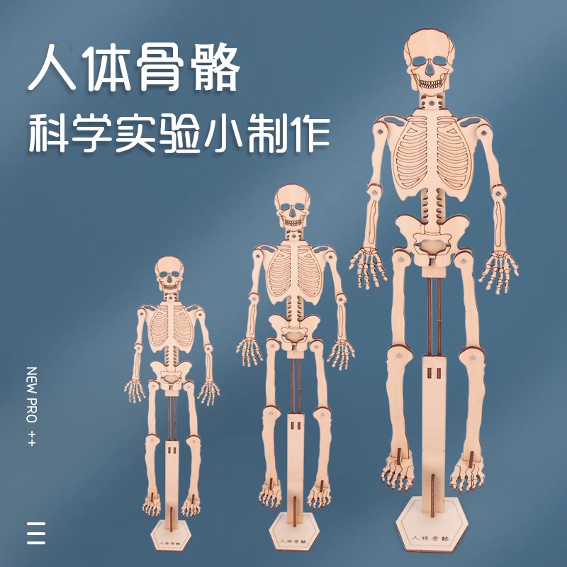 手工小制作认知人体骨骼
