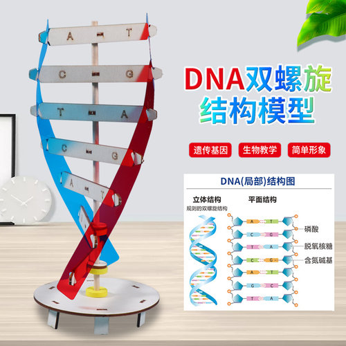 科学小实验手工DNA模型