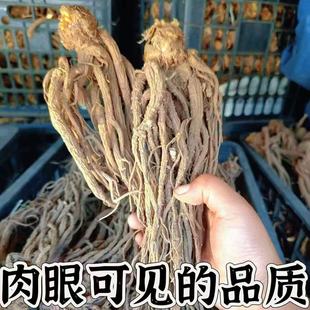 四川大凉山滋补干货当归干货原生态新货好货甜当归自然日晒干