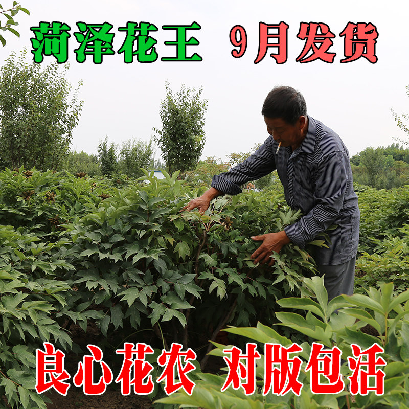 菏泽洛阳地栽四季庭院牡丹花苗