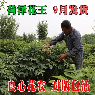 菏泽牡丹花苗盆栽大苗洛阳正宗精品带花苞地栽牡丹王花王四季庭院