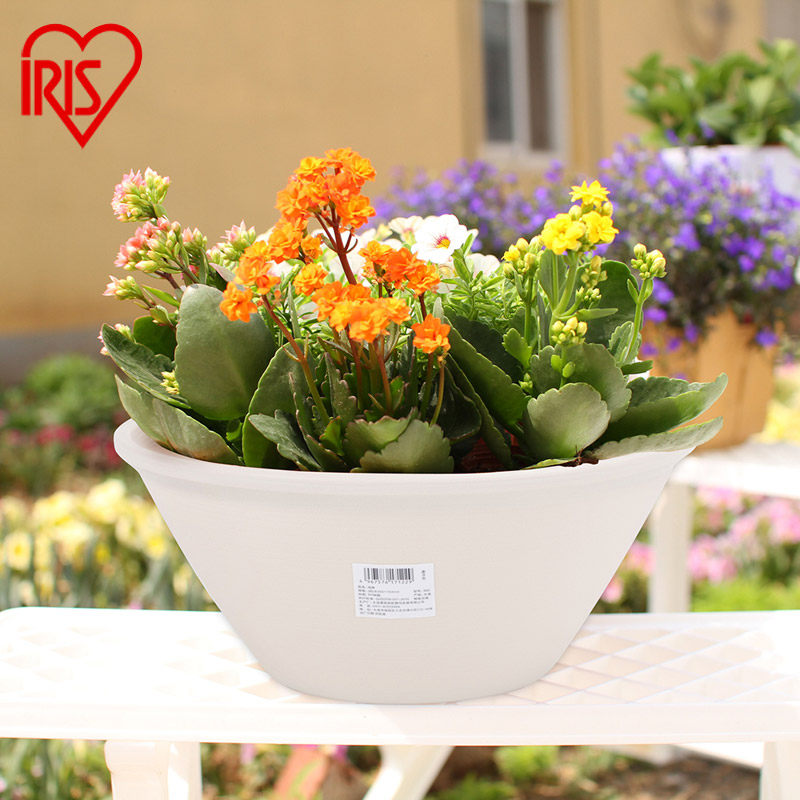 爱丽思多肉花盆中浅钵树脂花盆花卉绿植花盆 大白碗 肉肉diy花盆