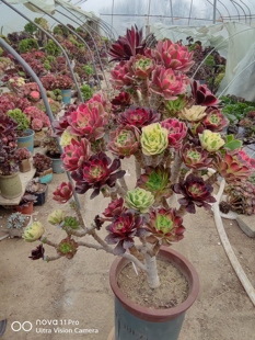 多肉法师系 拉丝原始 绿玫瑰 香馥 嫁接七彩法师 一物一拍