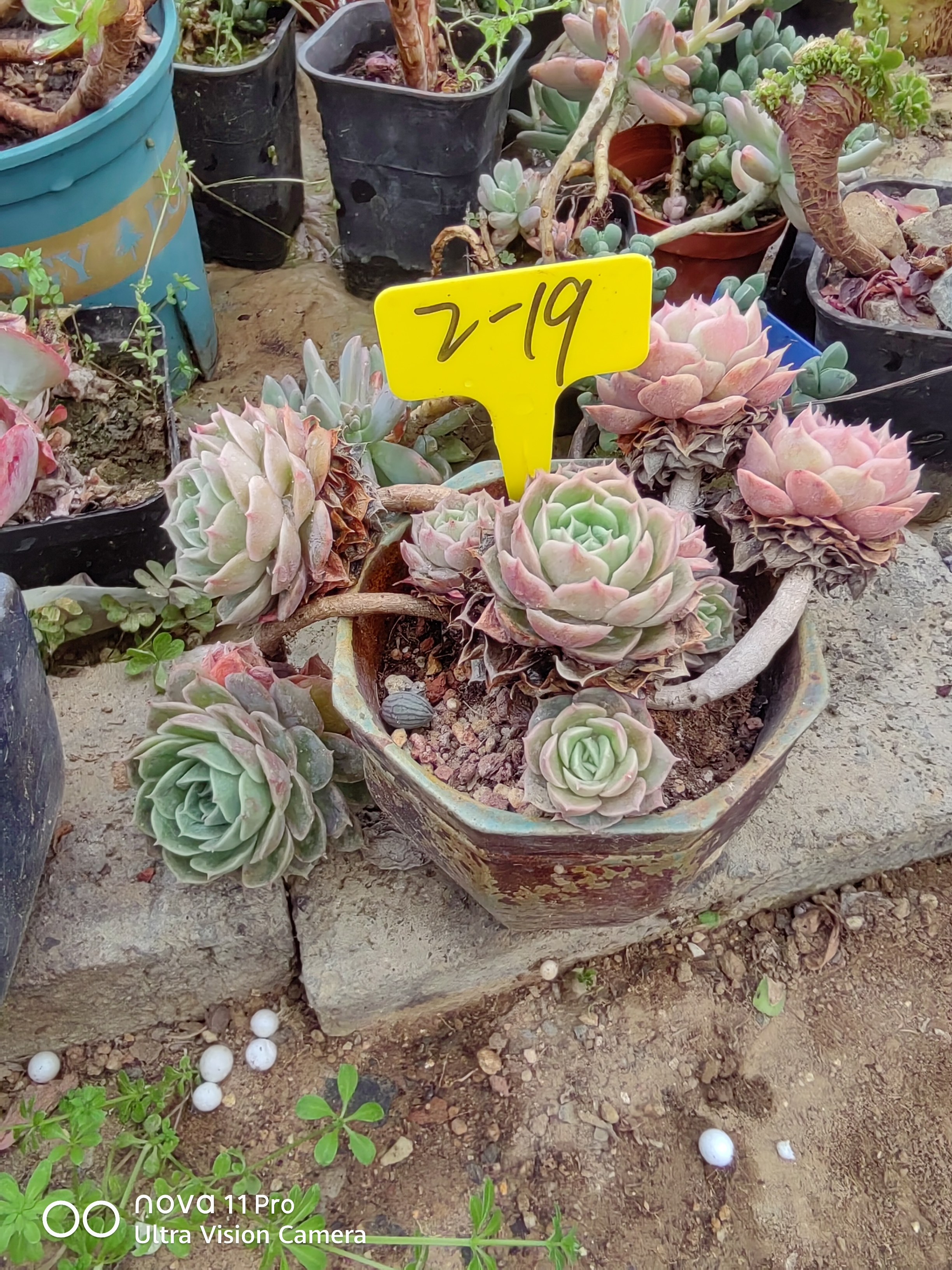进口盆栽天使之泪多肉植物