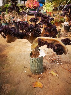 精品多肉法师 黑法师 缀化 老桩一物一拍