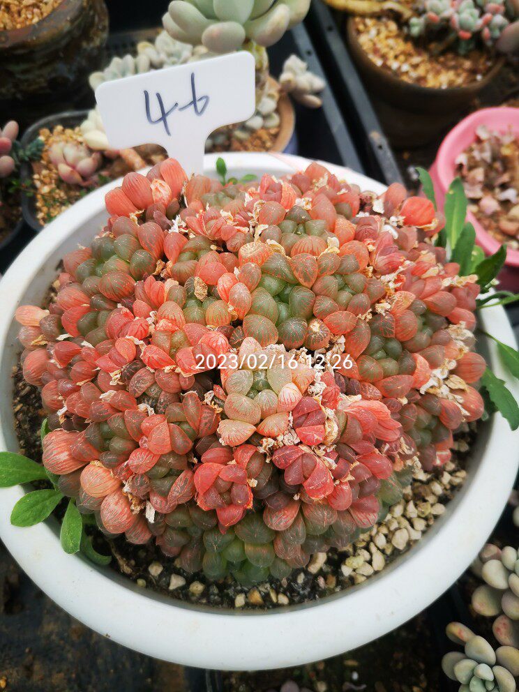 精品多肉   紫姬玉露 宝草玉露锦 樱水晶   黄金凝脂菊  玉露系列